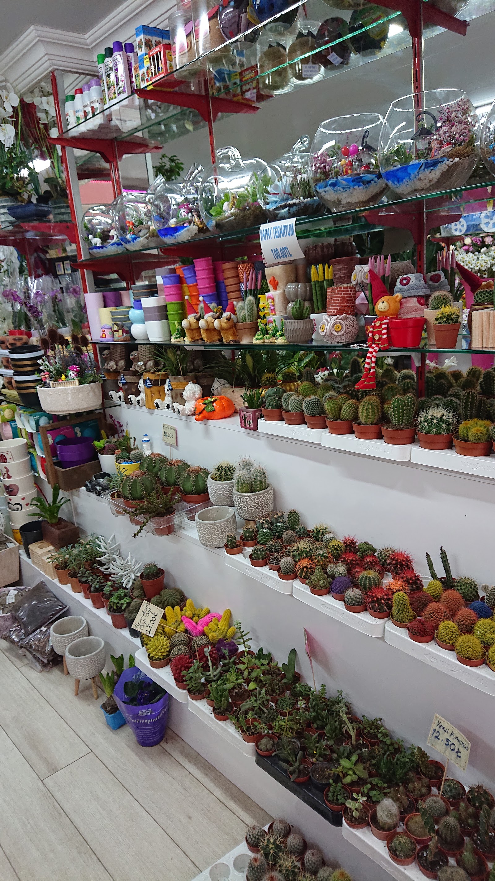 orchid Floristry